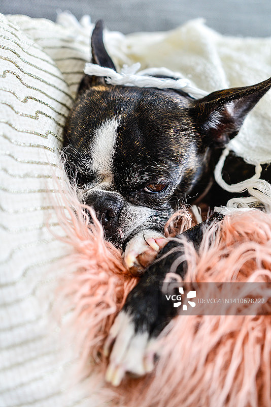 室内沙发上的波士顿梗犬图片素材