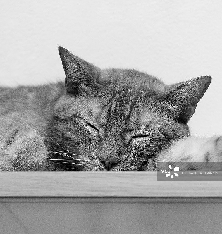 休息的小猫图片素材