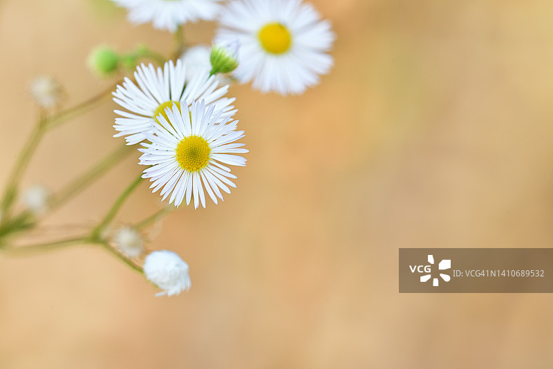 Berufkrautblüten图片素材