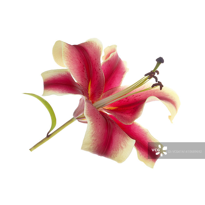 香水百合特写图片素材