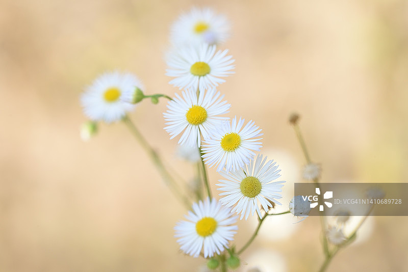 Berufkrautblüten图片素材