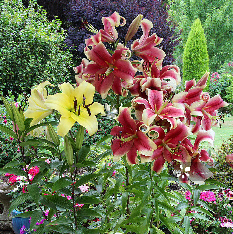 英国乡村花园里的香水百合图片素材