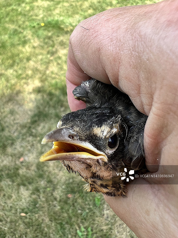 人类手中的小知更鸟图片素材