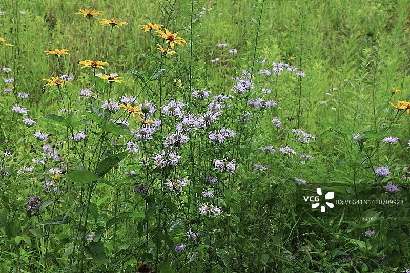 野花组合图片素材