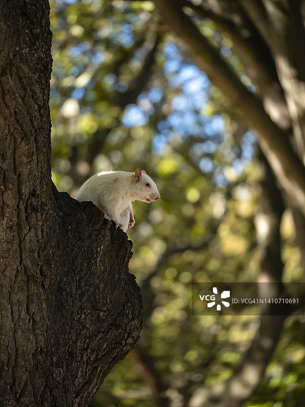 树上的白化松鼠 - 公司花园图片素材