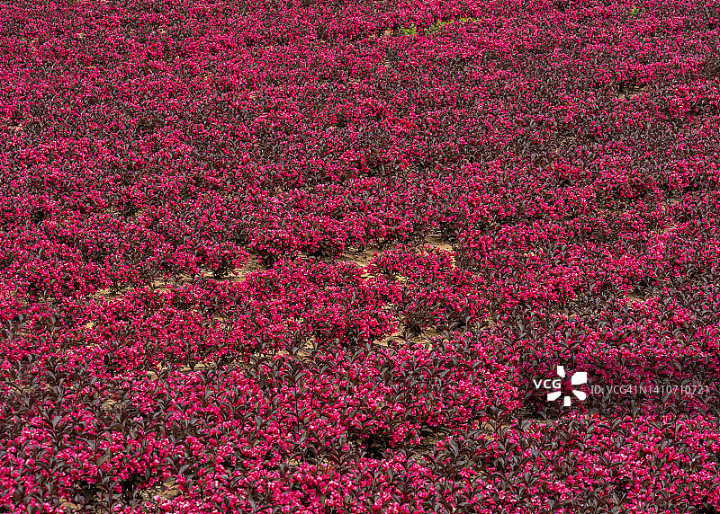索维岛上的开花植物图片素材