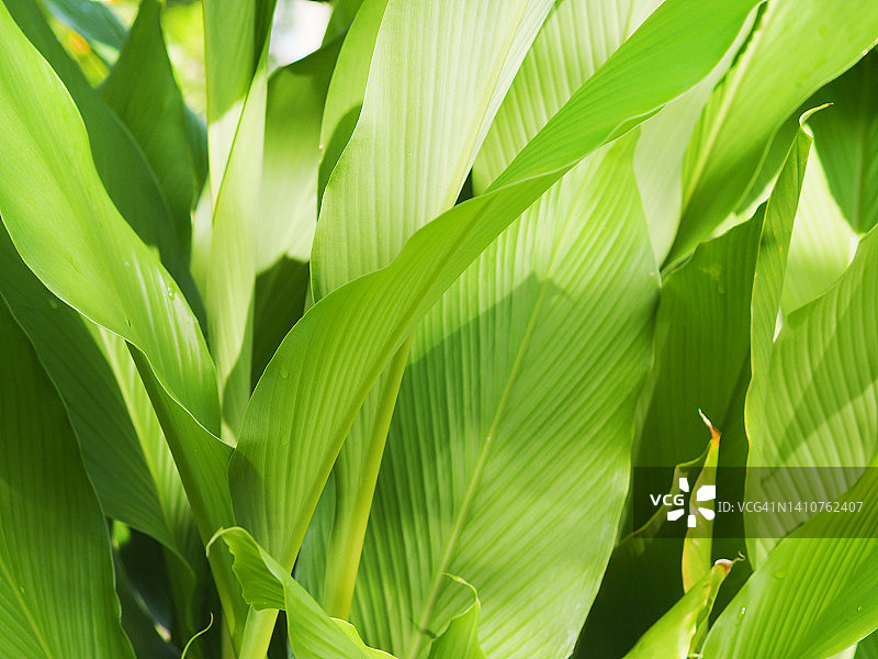花园中盛开的蓬莪术树图片素材