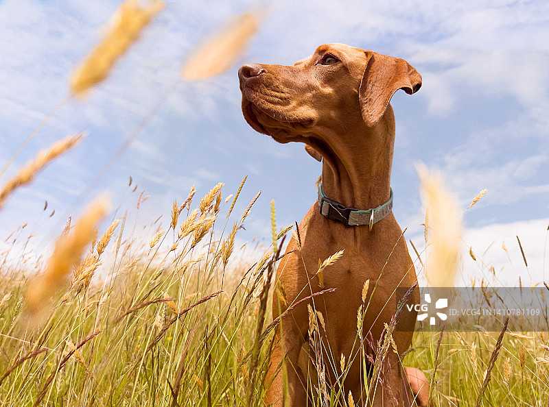 在野生草地里的维兹拉犬图片素材