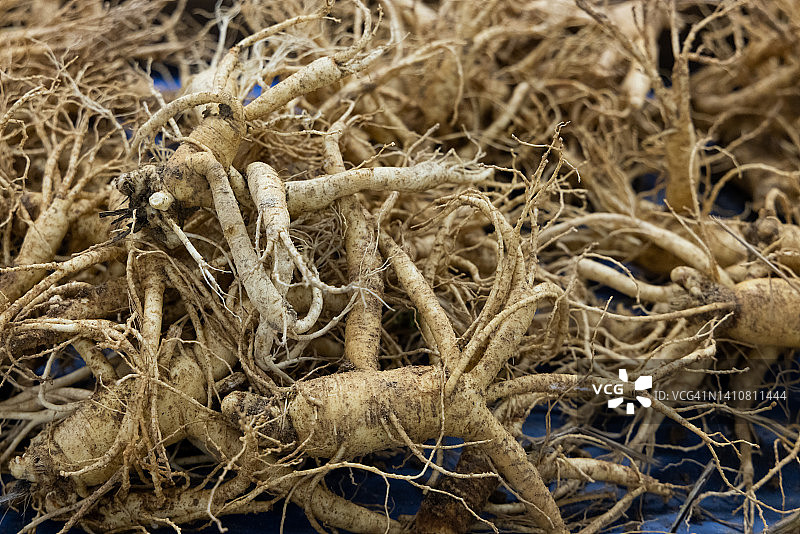 韩国人参图片素材