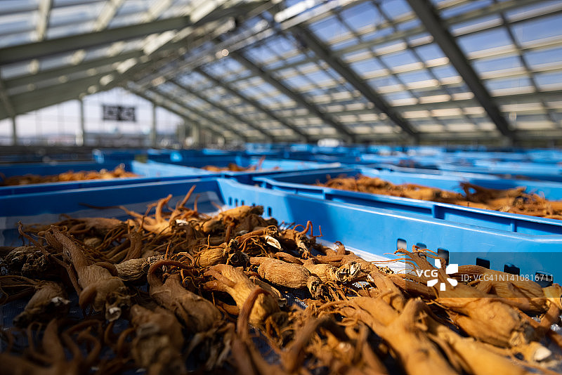 韩国人参图片素材