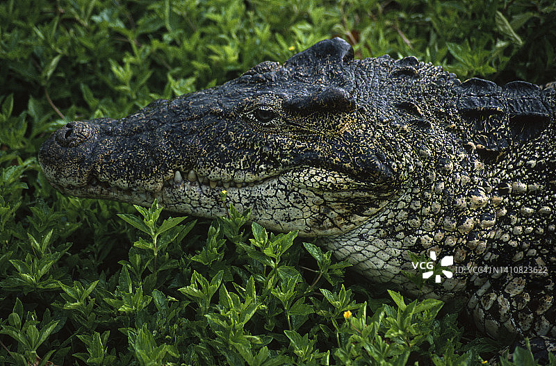 古巴鳄鱼（罗姆鳄），古巴，具有典型的黑色和黄色头部图片素材