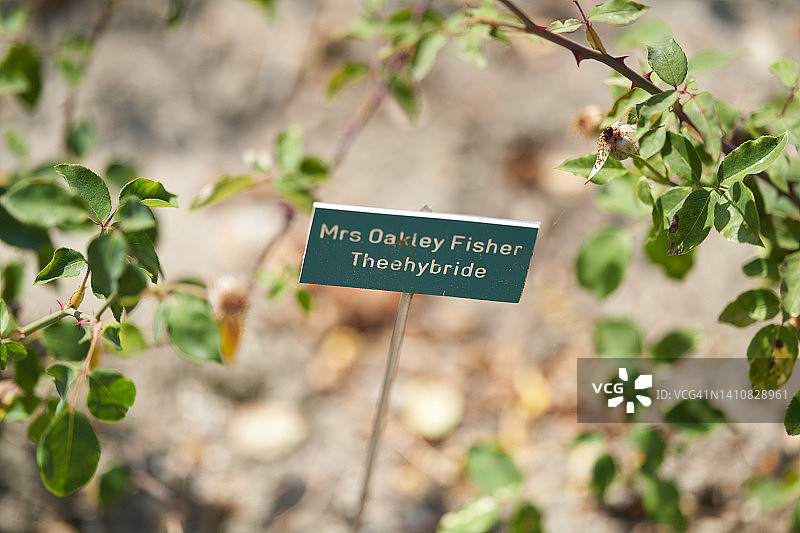 奥克利·费舍尔夫人玫瑰图片素材