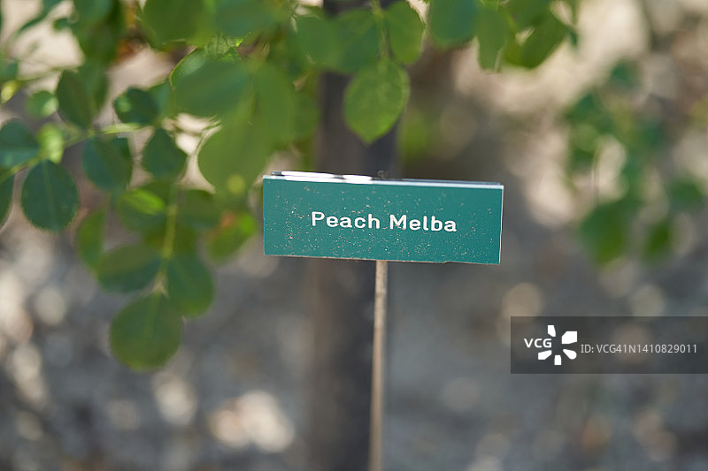 桃梅尔巴玫瑰图片素材