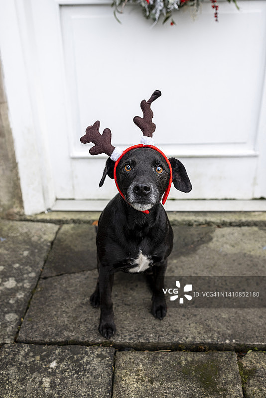 狗狗圣诞节图片素材