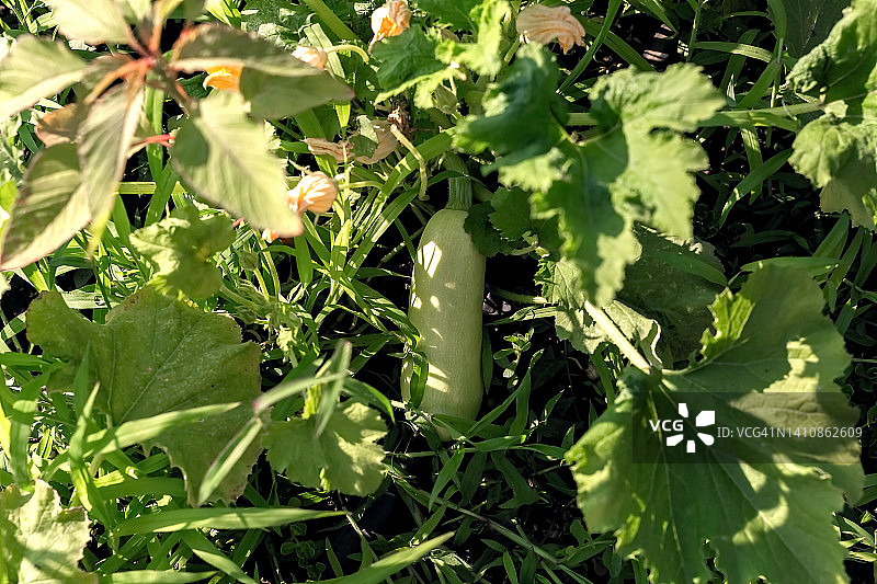 花园里菜畦上生长的嫩西葫芦图片素材
