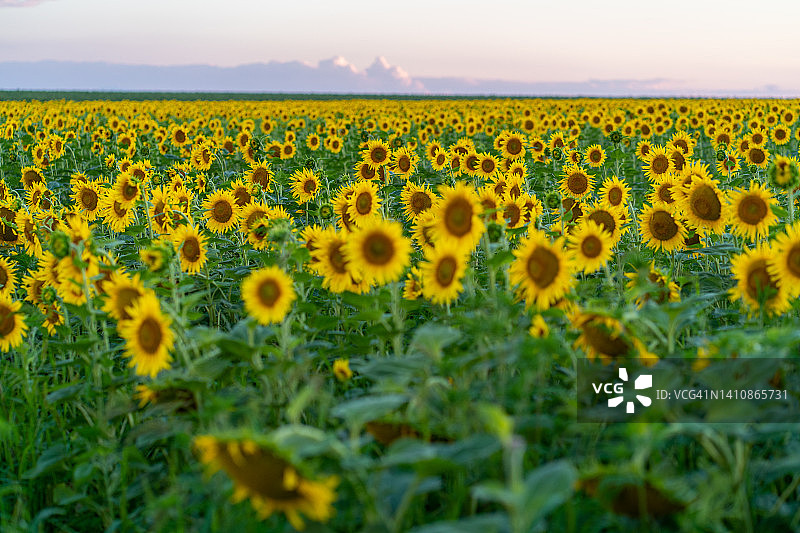 夏日日落时分的向日葵花田图片素材