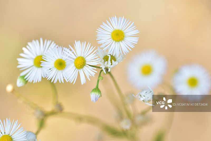 Berufkrautblüten图片素材