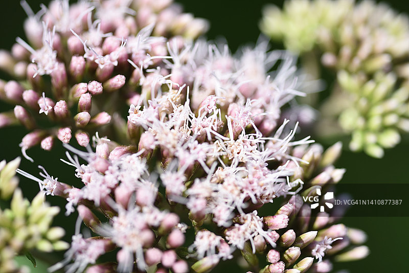 风轮菜图片素材