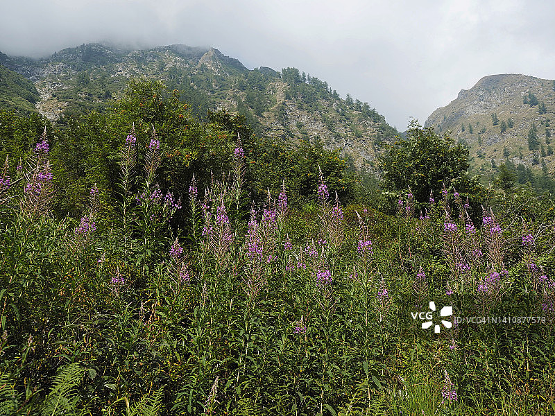 在高安特罗纳山谷自然公园盛开的柳兰花图片素材