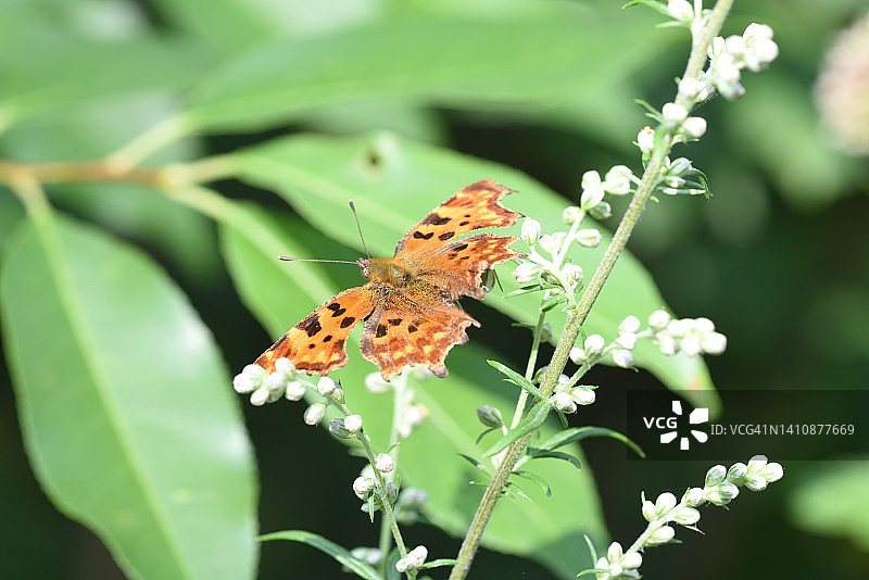 C-Falter图片素材