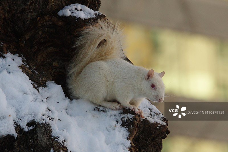 雪地里的白化松鼠图片素材