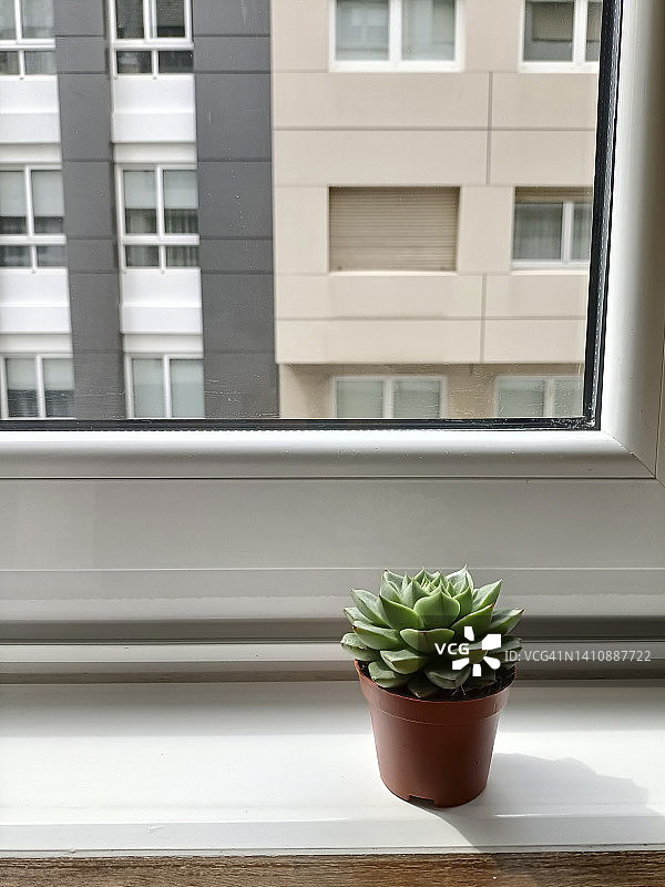 窗台上的Echeveria多肉植物图片素材