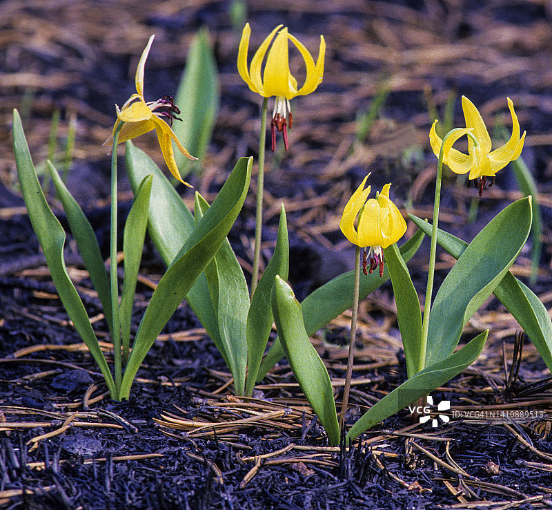 冰川百合：黄石国家公园1988年大火后早春生长图片素材