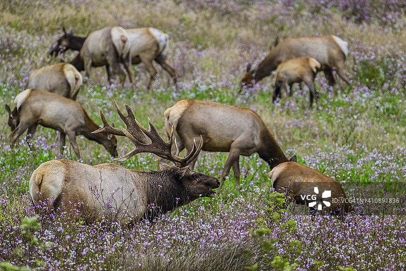 加州马鹿图片素材