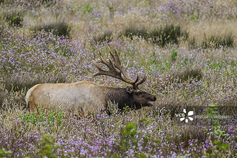 加州马鹿图片素材
