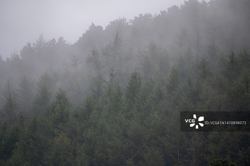 雾气蒙蒙的森林雨景图片素材
