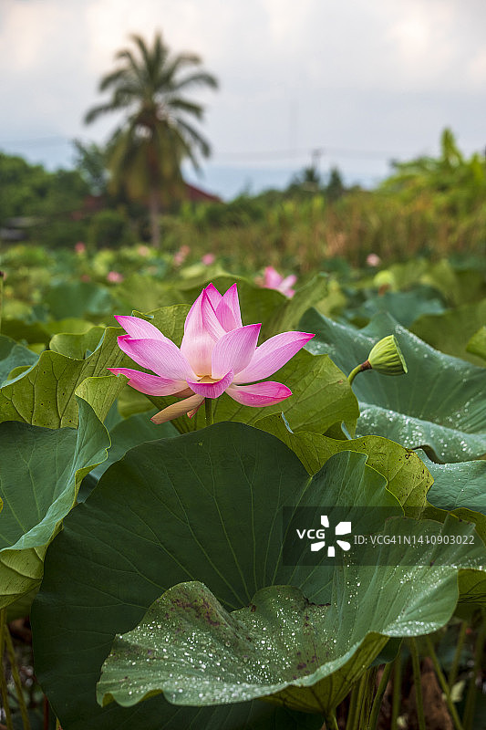 素可泰府（泰国）的荷花田图片素材