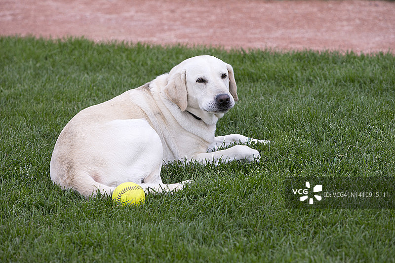 宠物之爱：家养动物图片素材