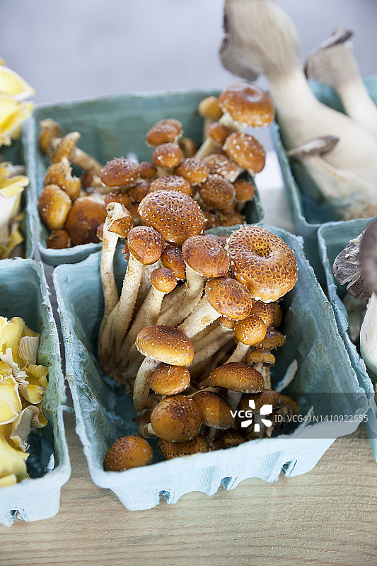 农贸市场上的肉桂盖菇图片素材