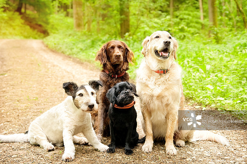 森林里的四只狗图片素材