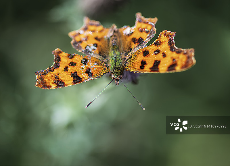 逗号蝴蝶图片素材