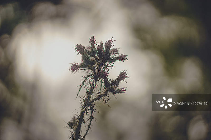 体验夏季的自然风光图片素材