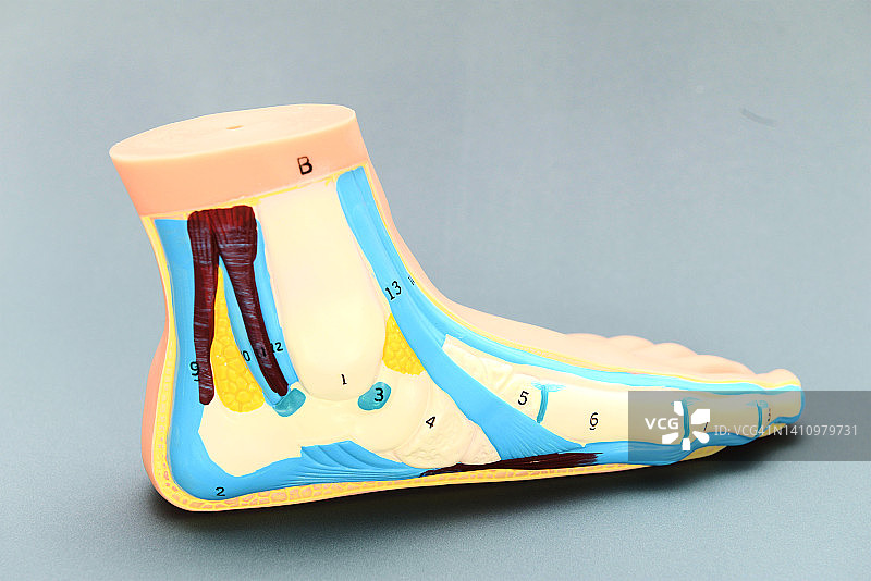 扁平足解剖模型图片素材