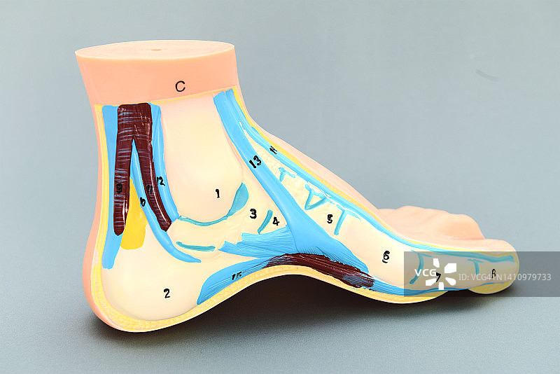 高足弓足部解剖模型图片素材