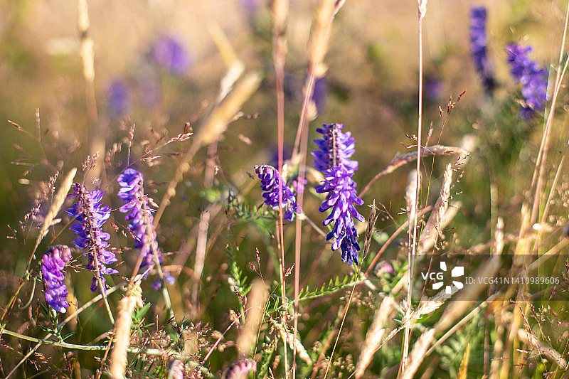 狂野的威尔士图片素材