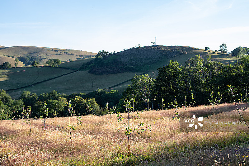 威尔士的苹果树图片素材
