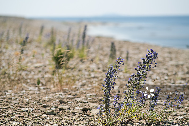 阳光下海滩上的蓝蓟特写图片素材