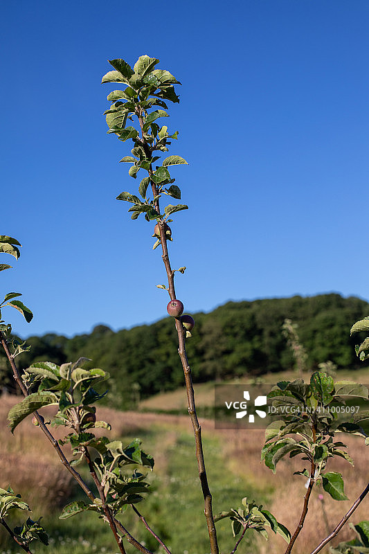 威尔士的果树图片素材
