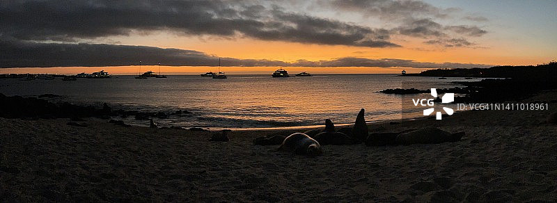 海狮日落图片素材