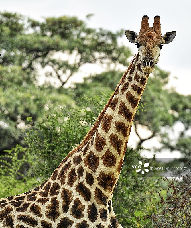 南非野生长颈鹿摄影图片素材