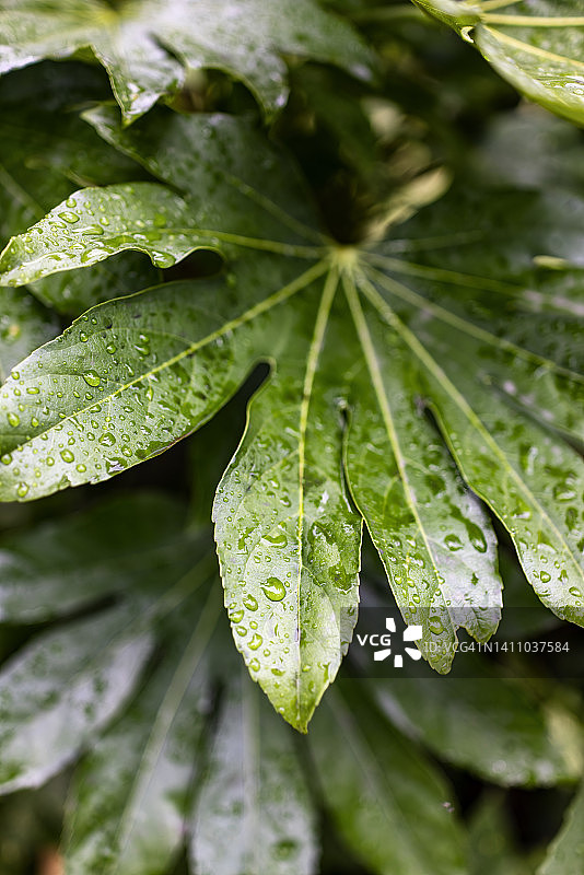 八角金盘叶子上的水滴图片素材