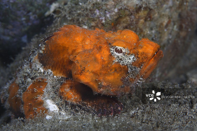 魔鬼蝎子鱼图片素材