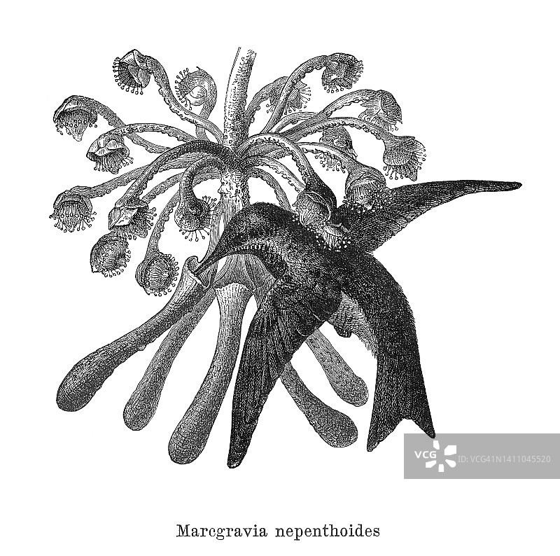 蜂鸟从马克格拉维亚花（马克格拉维亚科植物）中吸取花蜜的古老雕刻插图图片素材