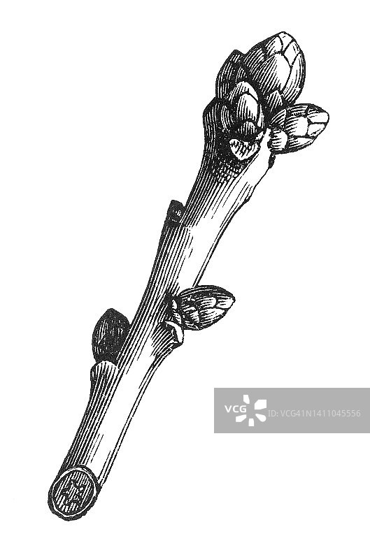 旧版画橡树插图图片素材