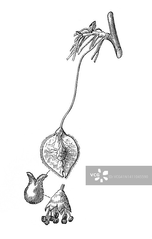 欧洲白榆古老雕刻插图图片素材