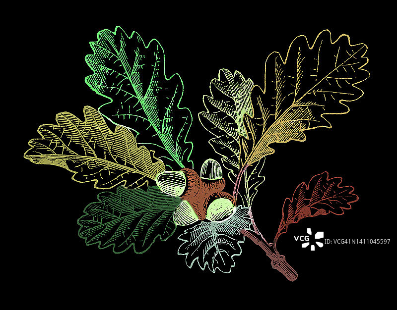 旧版画橡树插图图片素材